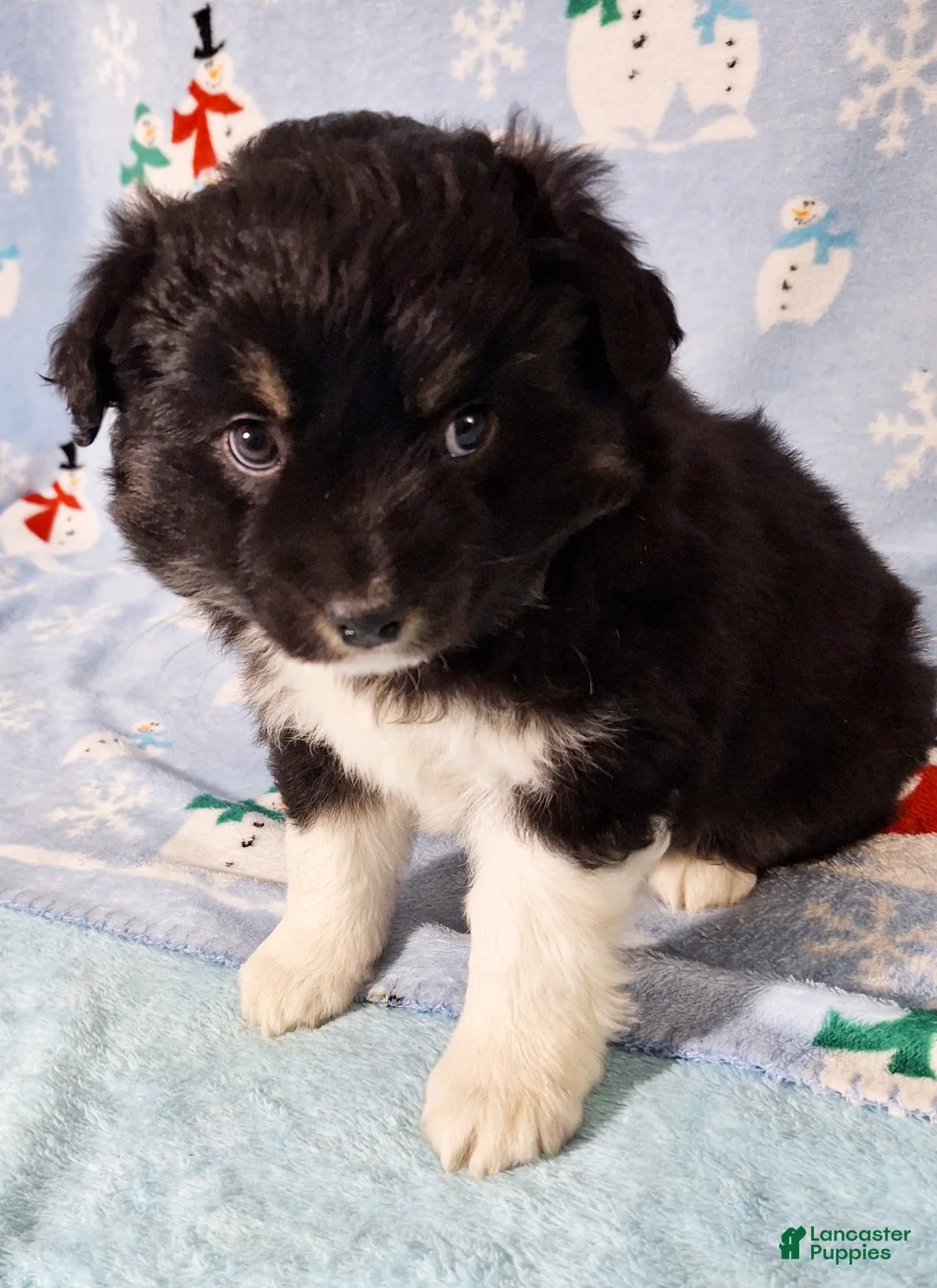Miniature Australian Shepherd dogs for sale: Ebony - Ad 5