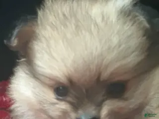 Pomeranian dogs Tom - Ad 11