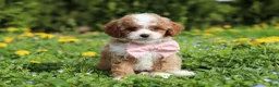 Cavapoo dogs for sale: Bambi - Ad 3