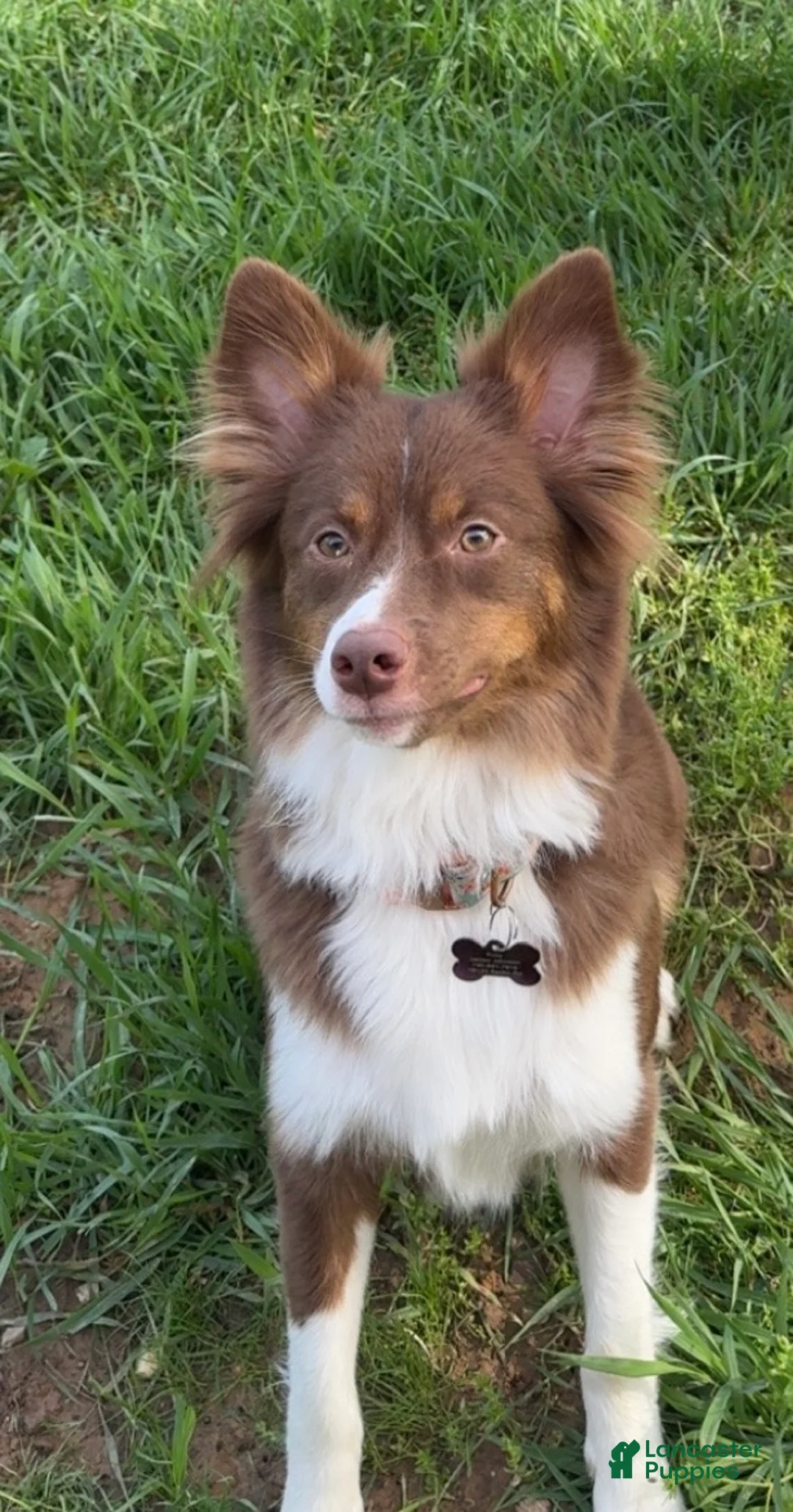 Australian Shepherd dogs for sale: Australian Shepherd 2 - Ad 2
