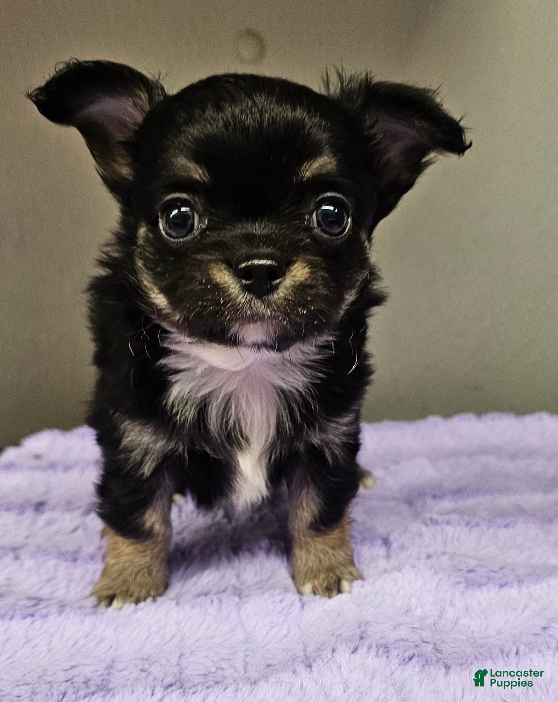 Teacup Chihuahua Pug Chihuahua Mix Lifespan Haired Chihuahua