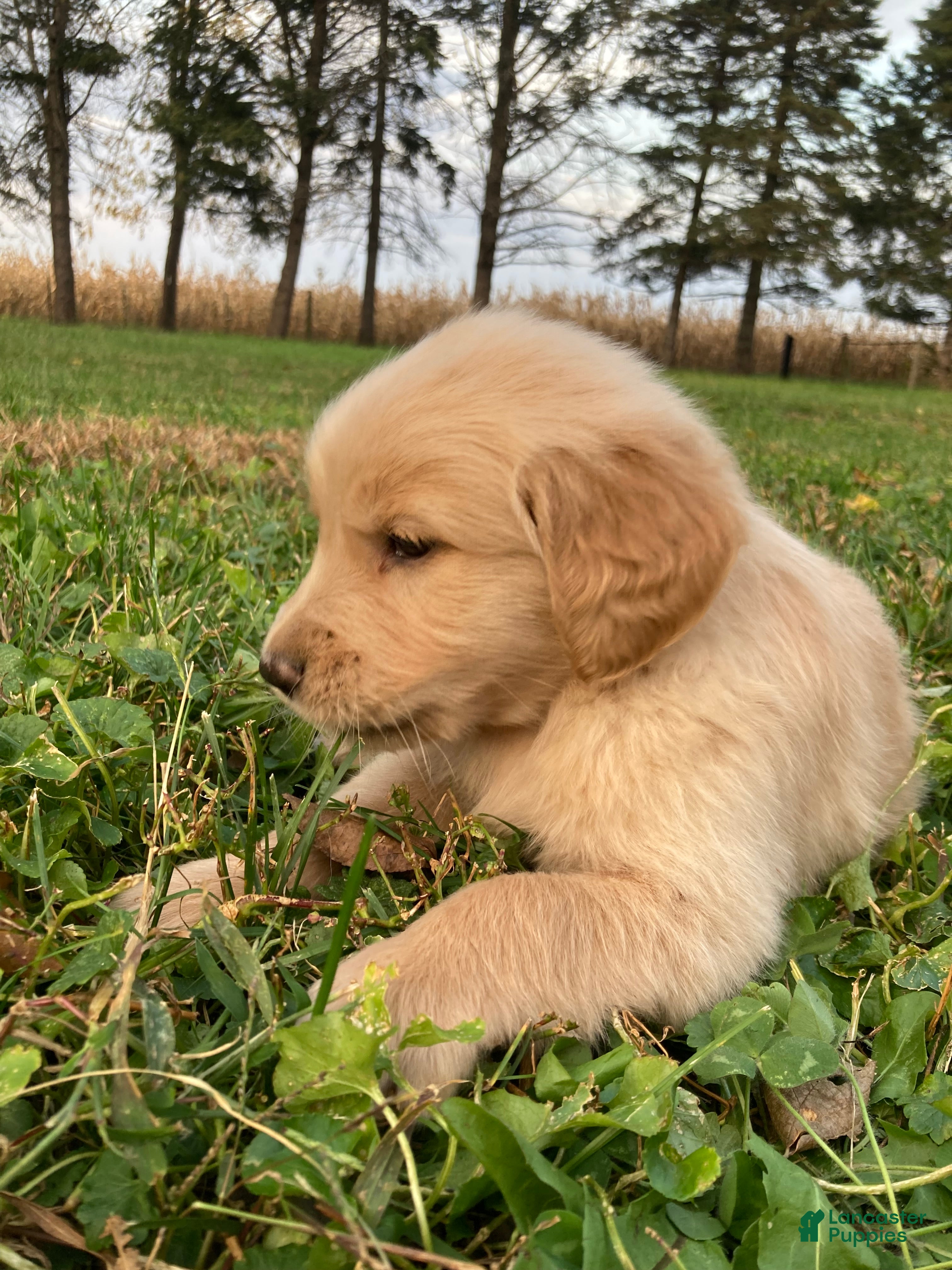 Golden Retriever dogs for sale: Austin - Ad 2