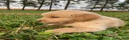 Golden Retriever dogs for sale: Austin - Ad 2