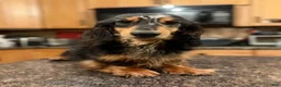 Miniature Dachshund dogs for sale: Champion sired Russian AKC boy - Ad 4