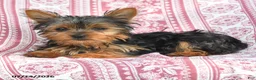 Yorkshire Terrier dogs for sale: Teddy - Ad 3