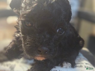 Toy Poodle dogs - Ad 29