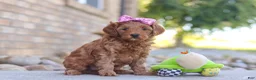 Mini Goldendoodle dogs for sale: Evalyn - Ad 4