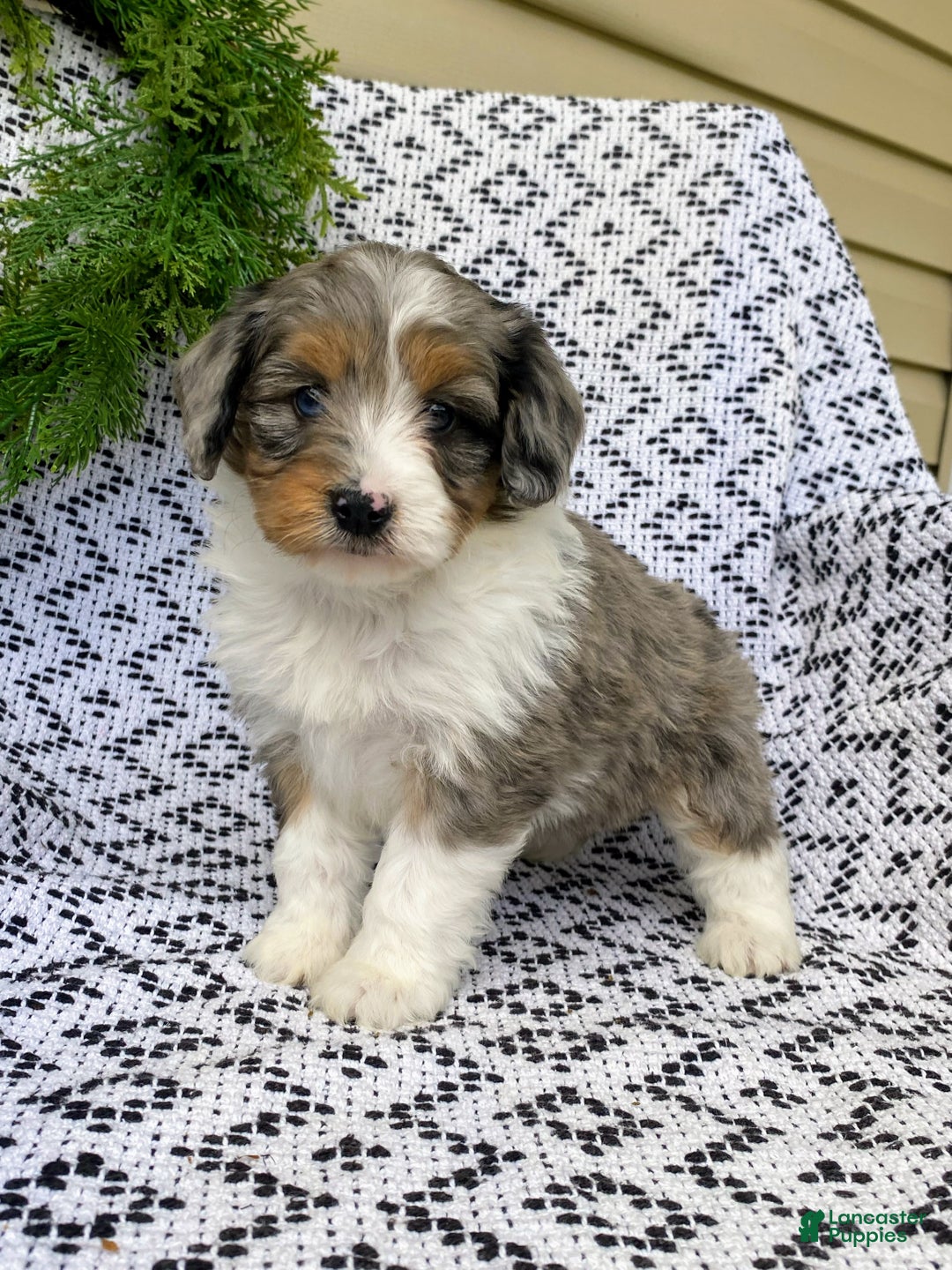 Mini Aussiedoodle dogs for sale: Bella - Ad 6