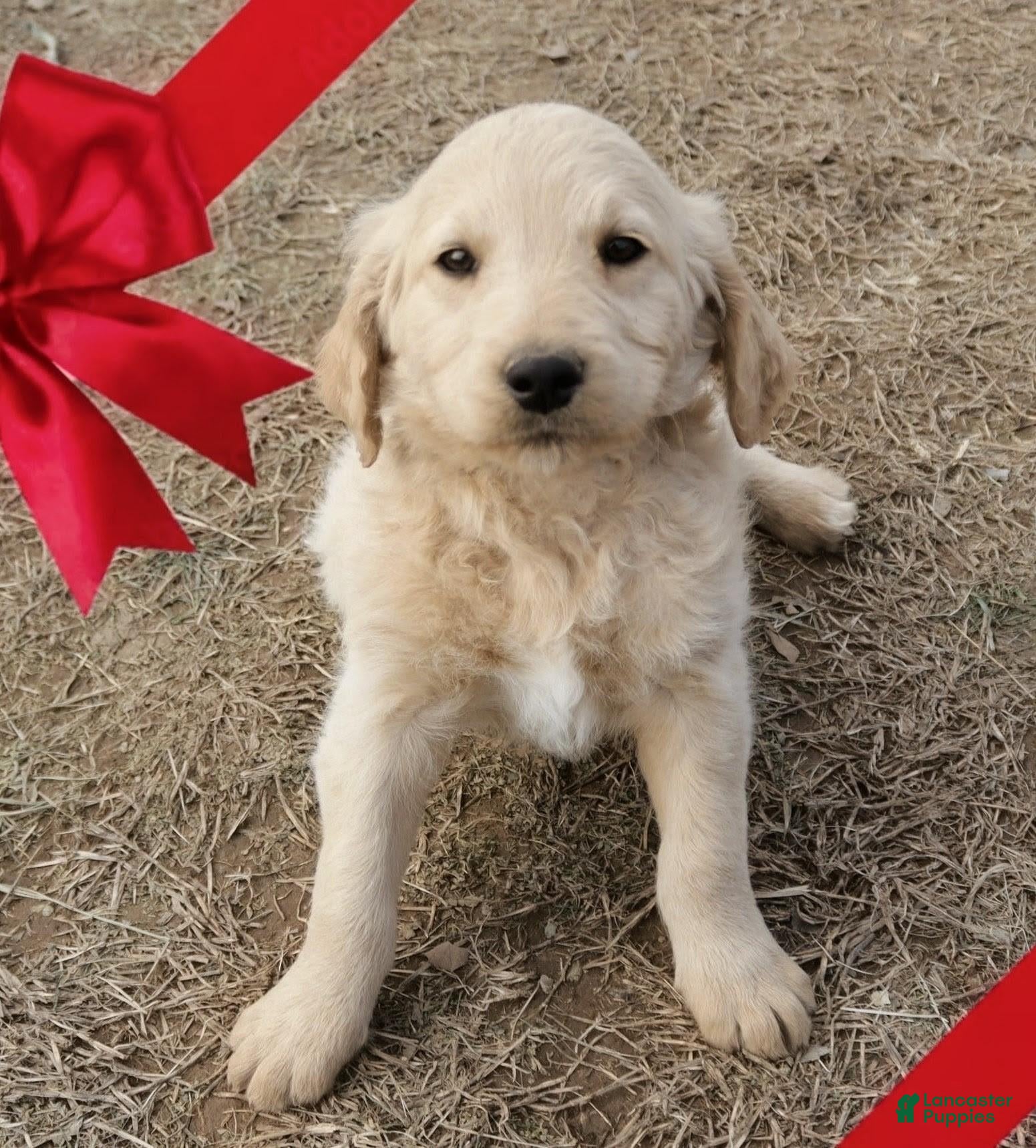 Goldendoodle dogs Prince Stud - Ad 2