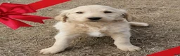 Goldendoodle dogs for stud: Prince Stud - Ad 2