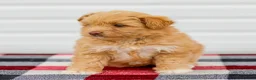 Mini Aussiedoodle dogs for sale: Caramel - Ad 3
