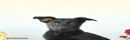 German Shepherd dogs for sale: Baker - Ad 3