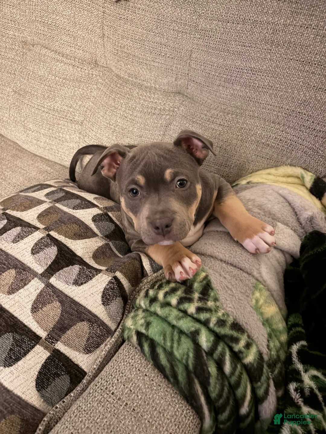 American Bully dogs for sale: American Bully Puppy 1 - Ad 7