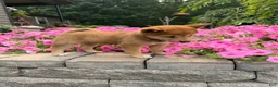 Shiba Inu dogs for sale: Shiba Inu 2 - Ad 4