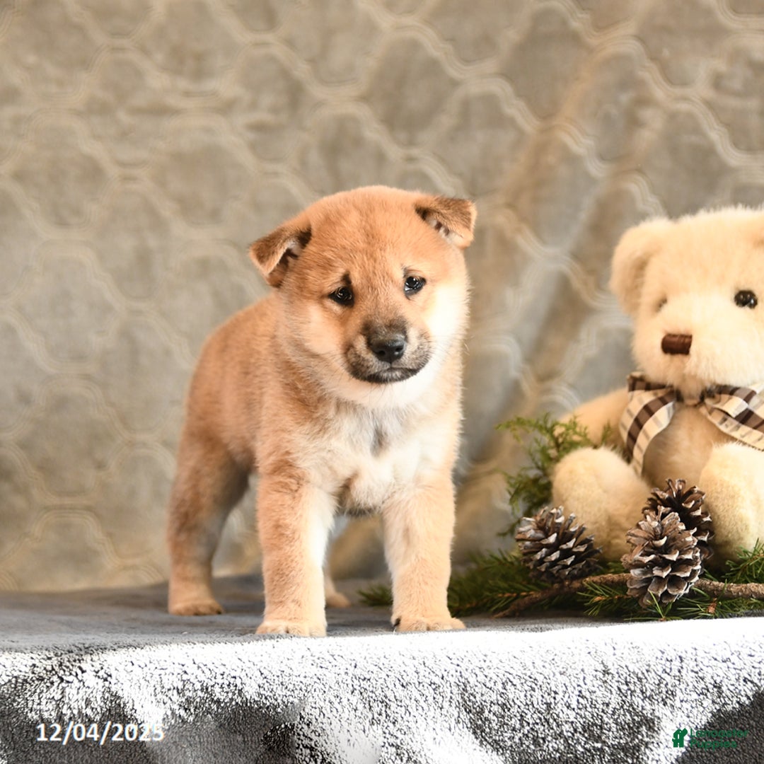 Shiba Inu dogs for sale: Twinkle - Ad 5
