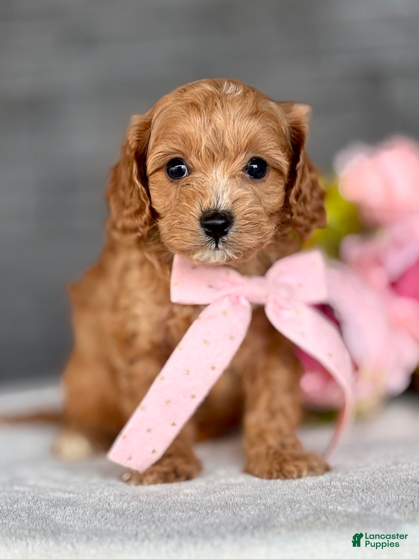 Cavapoo dogs Pippi Cavapoo Puppy  - Ad 1