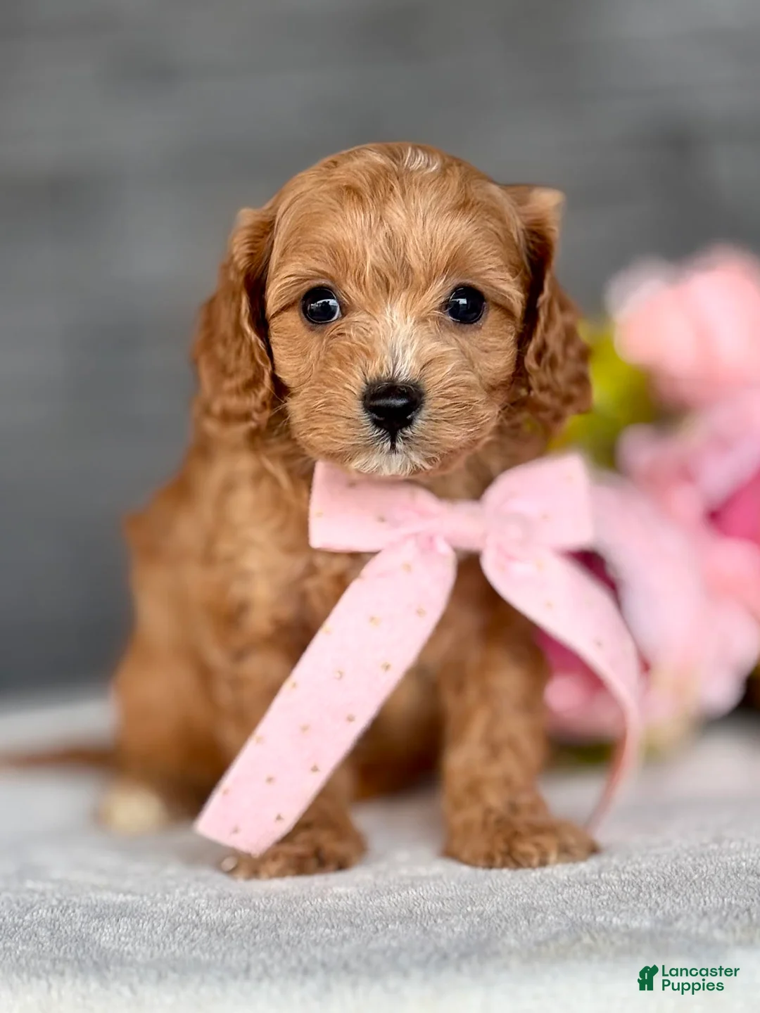 Cavapoo dogs for sale: Pippi Cavapoo Puppy  - Ad 1