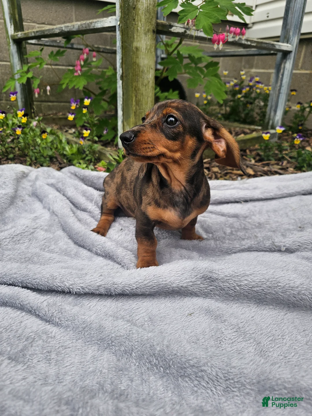 Miniature Dachshund dogs for sale: Maggie - Ad 12