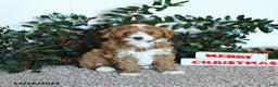Mini Goldendoodle dogs for sale: Koda - Ad 3