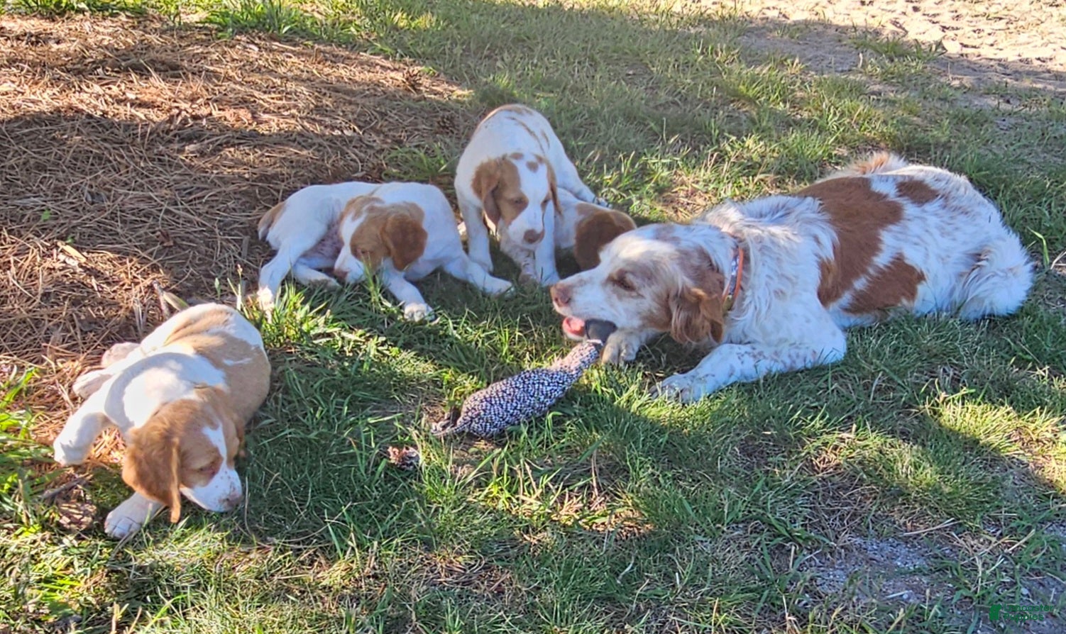 Brittany Spaniel dogs for sale: Brittany Spaniel 2 - Ad 3