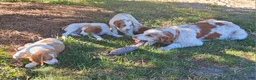 Brittany Spaniel dogs for sale: Brittany Spaniel 2 - Ad 1
