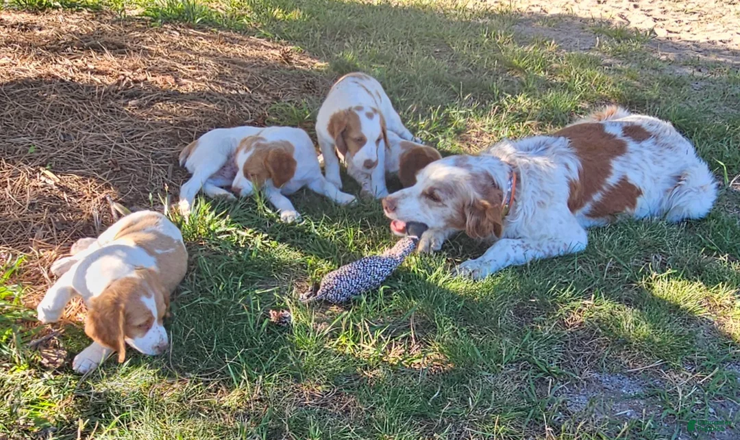 Brittany Spaniel dogs for sale: Brittany Spaniel 2 - Ad 1