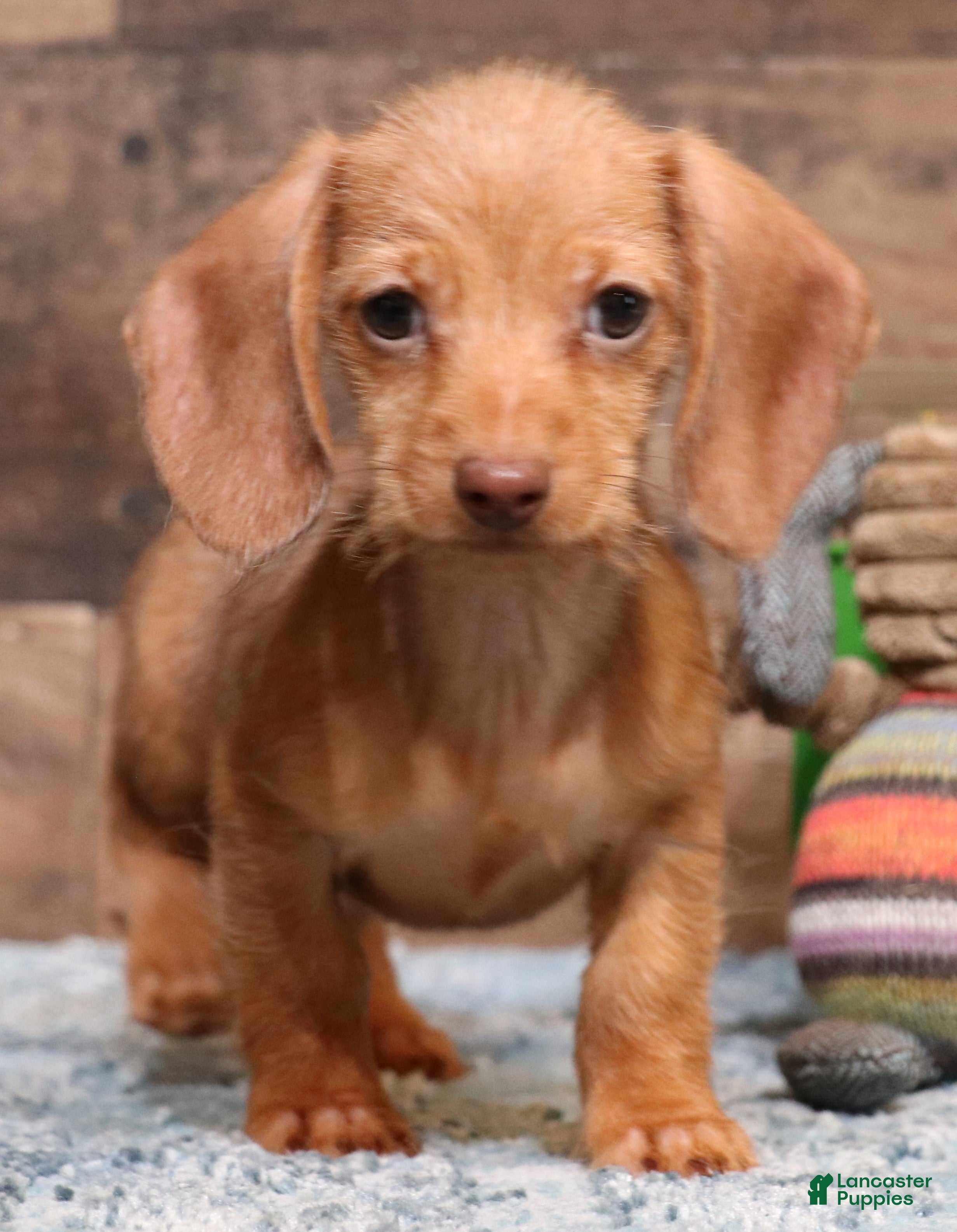 Miniature Dachshund dogs Bentley red wirehair male - Ad 1