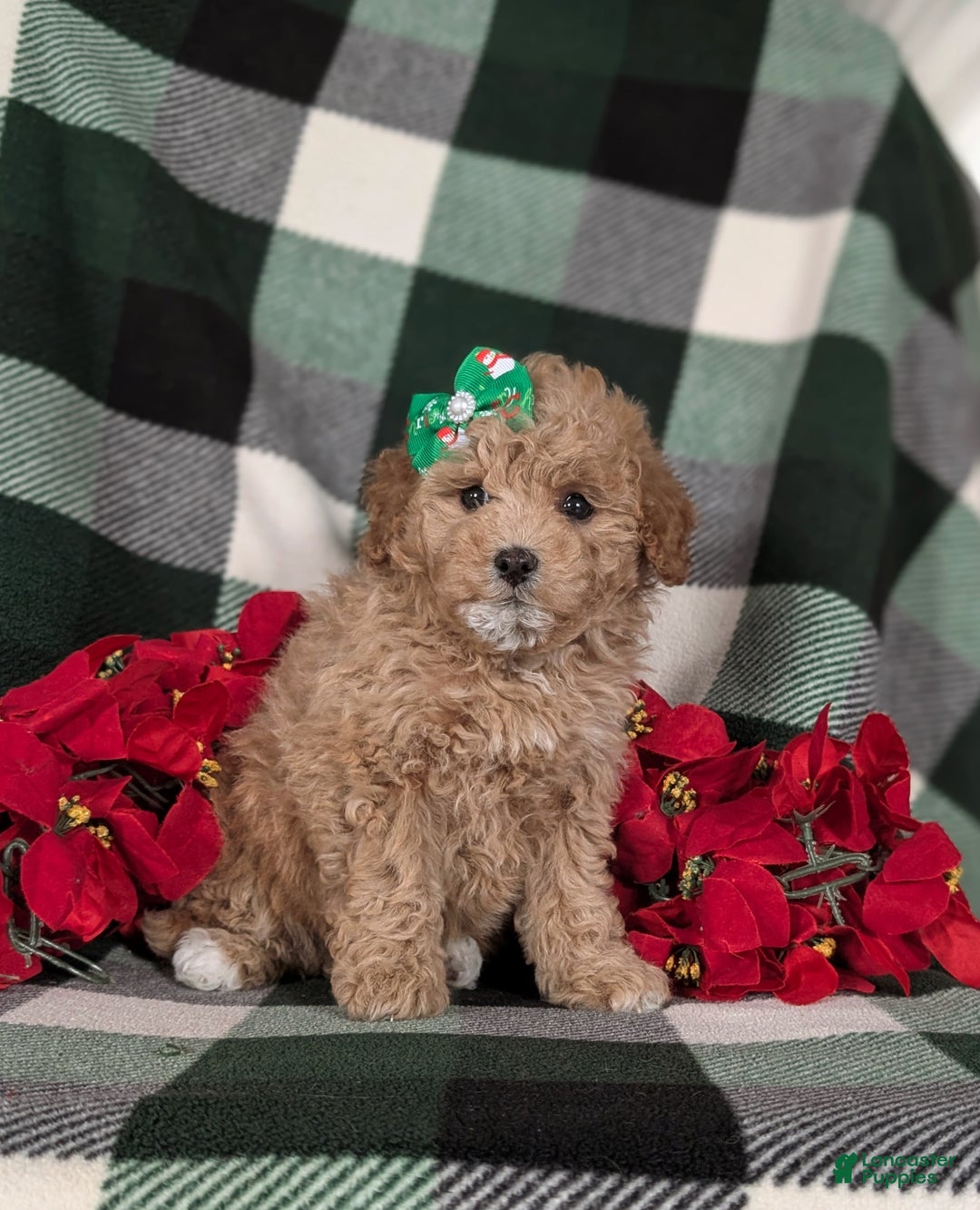 Havapoo dogs for sale: Camdyn Ready for Christmas! - Ad 4