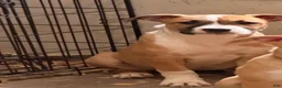 Mixed Breed dogs for sale: Brookie - Ad 1