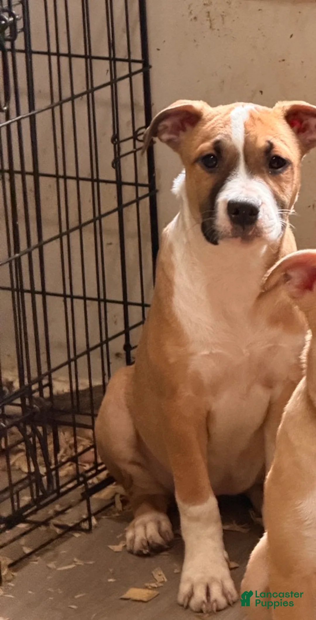 Mixed Breed dogs for sale: Brookie - Ad 1