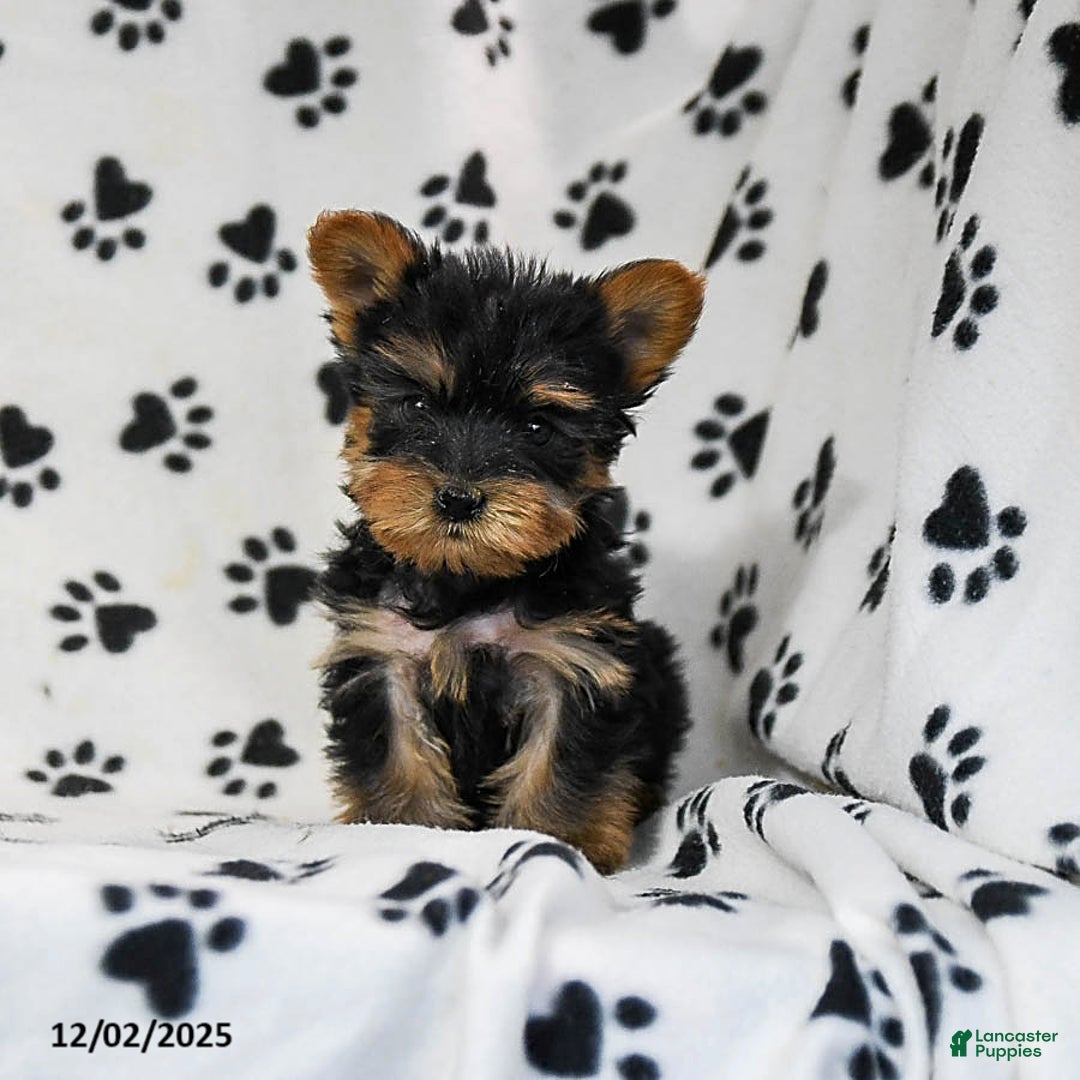 Yorkshire Terrier dogs for sale: Quinn - Ad 1