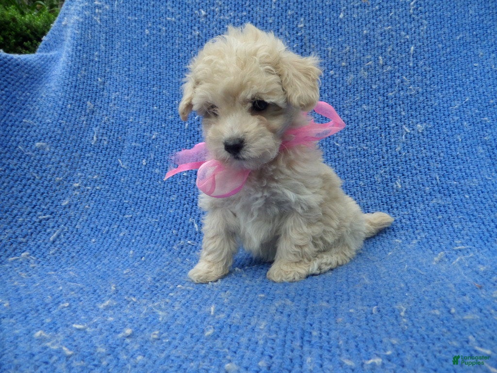 Toy Poodle dogs for sale: Layla  - Ad 2