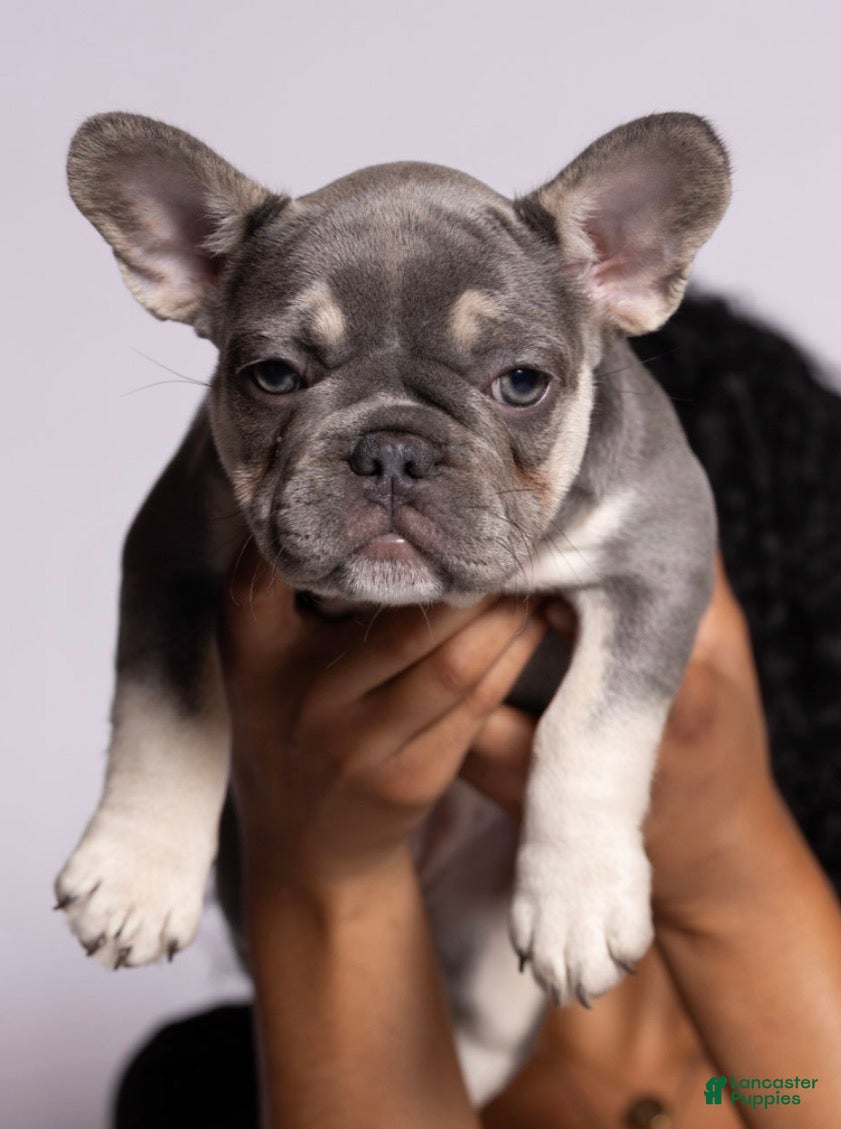French Bulldog dogs French Bulldog Puppy 4 - Ad 1