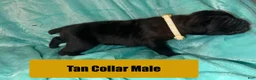 Cane Corso dogs for sale: Tan Collar Male - Ad 2