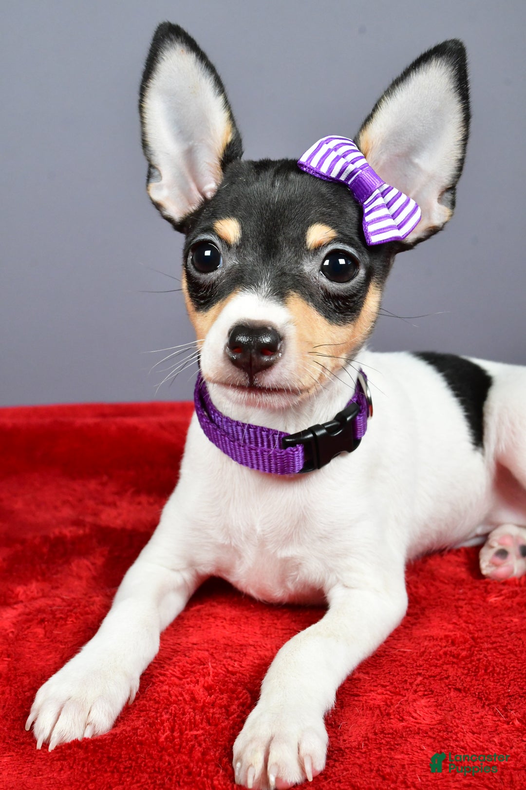 Toy Fox Terrier dogs for sale: Lucy - Ad 12
