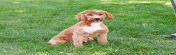Mini Goldendoodle dogs for sale: Benny - Ad 7