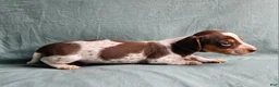 Miniature Dachshund dogs for sale: Charlie - Ad 3