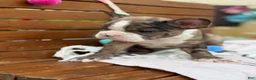 Boston Terrier dogs for sale: Kenny - Ad 10