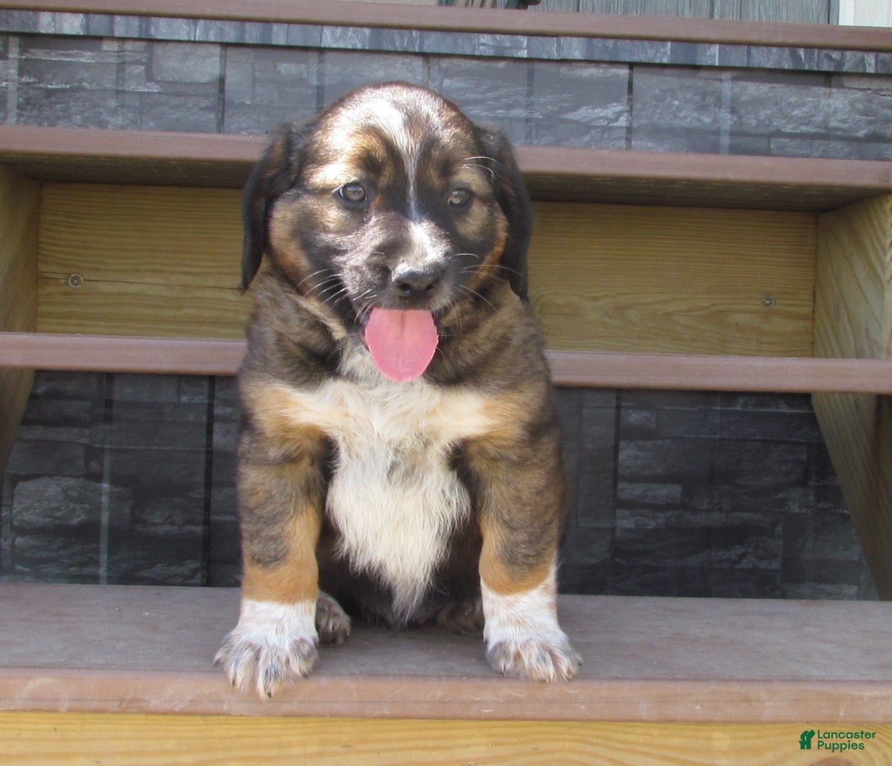 Mixed Breed dogs Buster  - Ad 1
