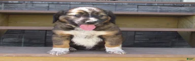 Buster 