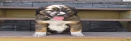 Mixed Breed dogs for sale: Buster  - Ad 1