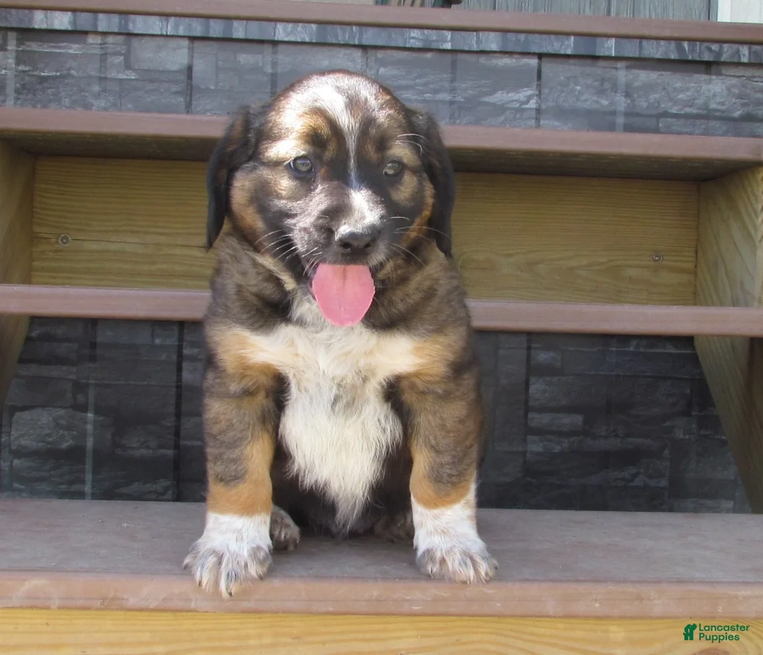Mixed Breed dogs for sale: Buster  - Ad 1