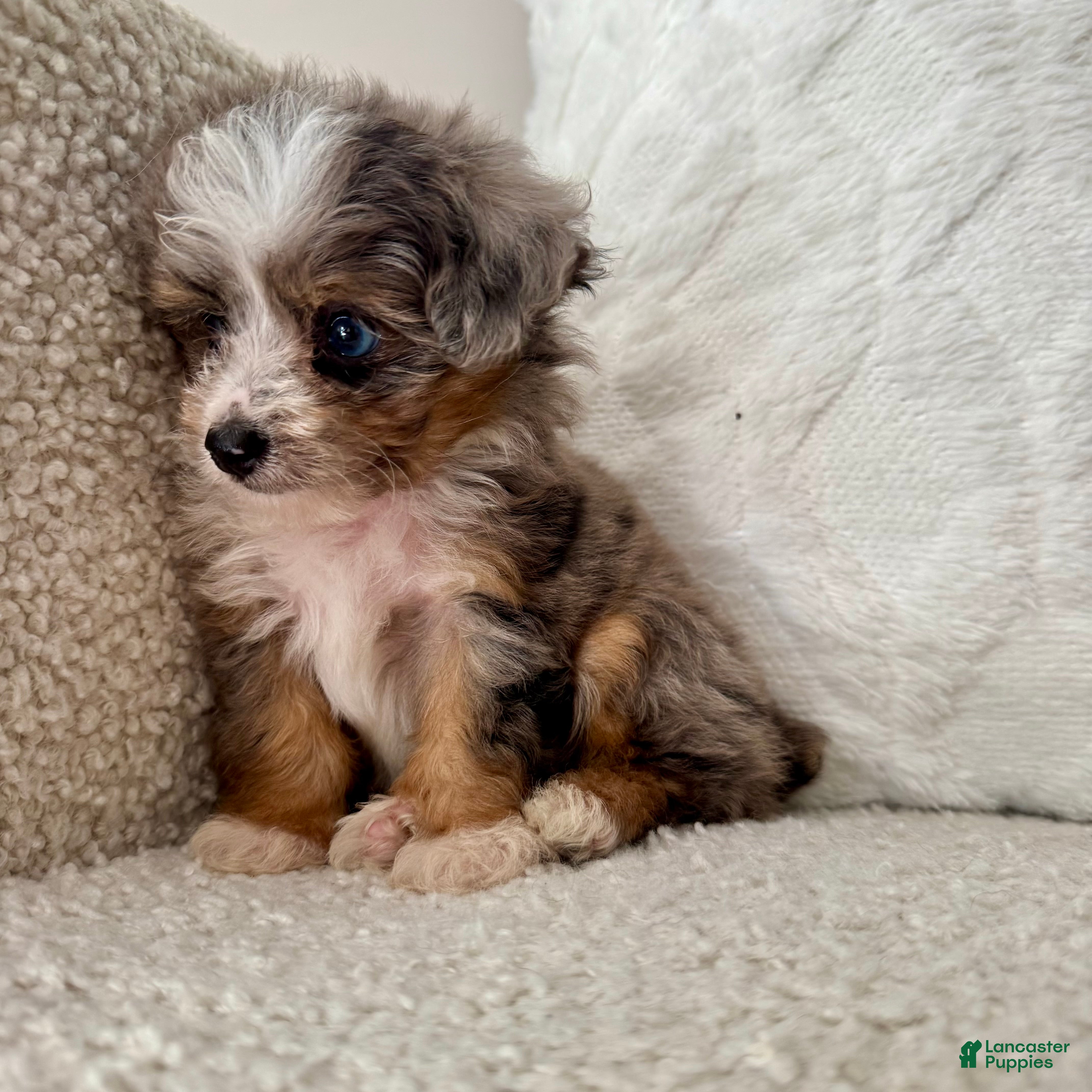 Mini Aussiedoodle dogs Kenny - Ad 27