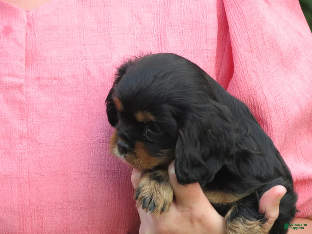 Cavalier King Charles Spaniel dogs for sale: Cavalier King Charles Spaniel 2 - Ad 6