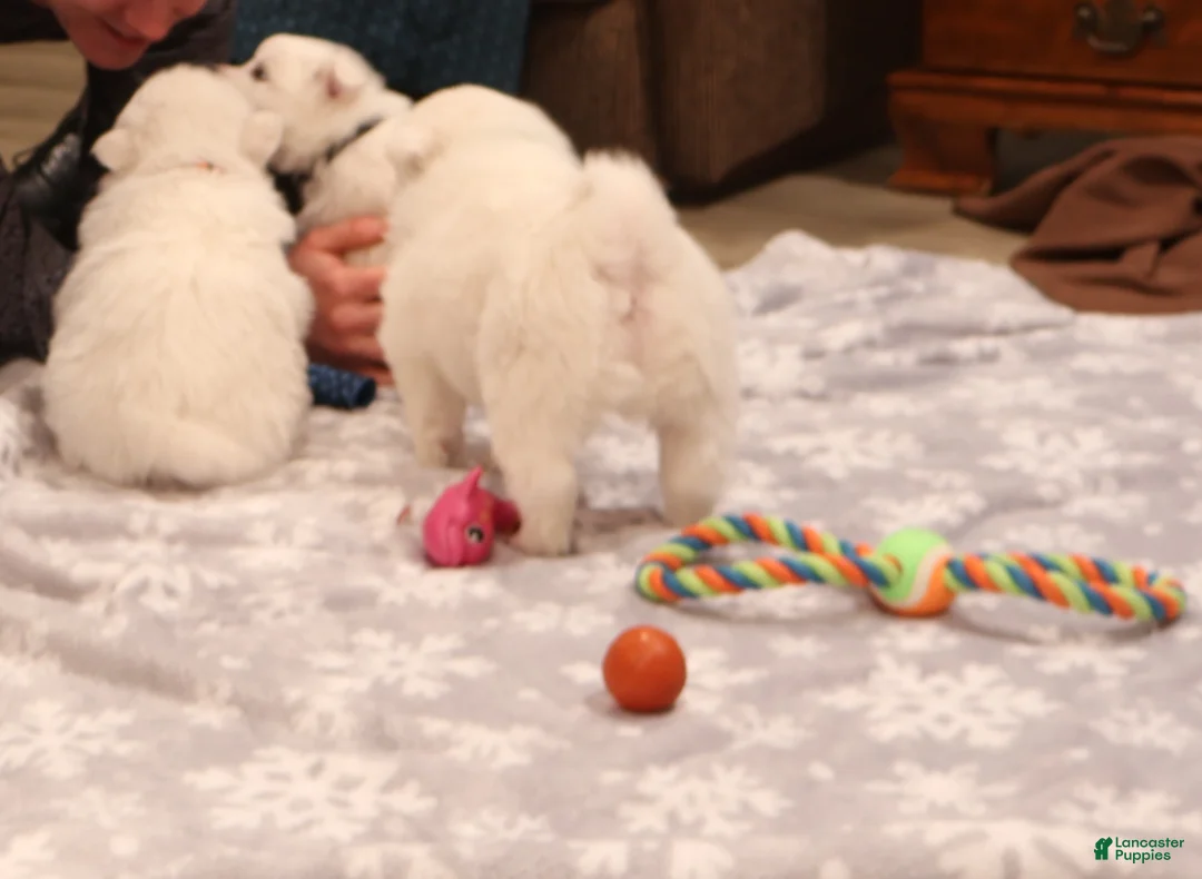 American Eskimo dogs for sale: Axel - Ad 10