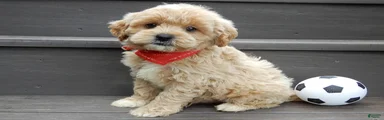 Benji