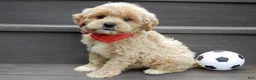 Cavapoo dogs for sale: Benji - Ad 1