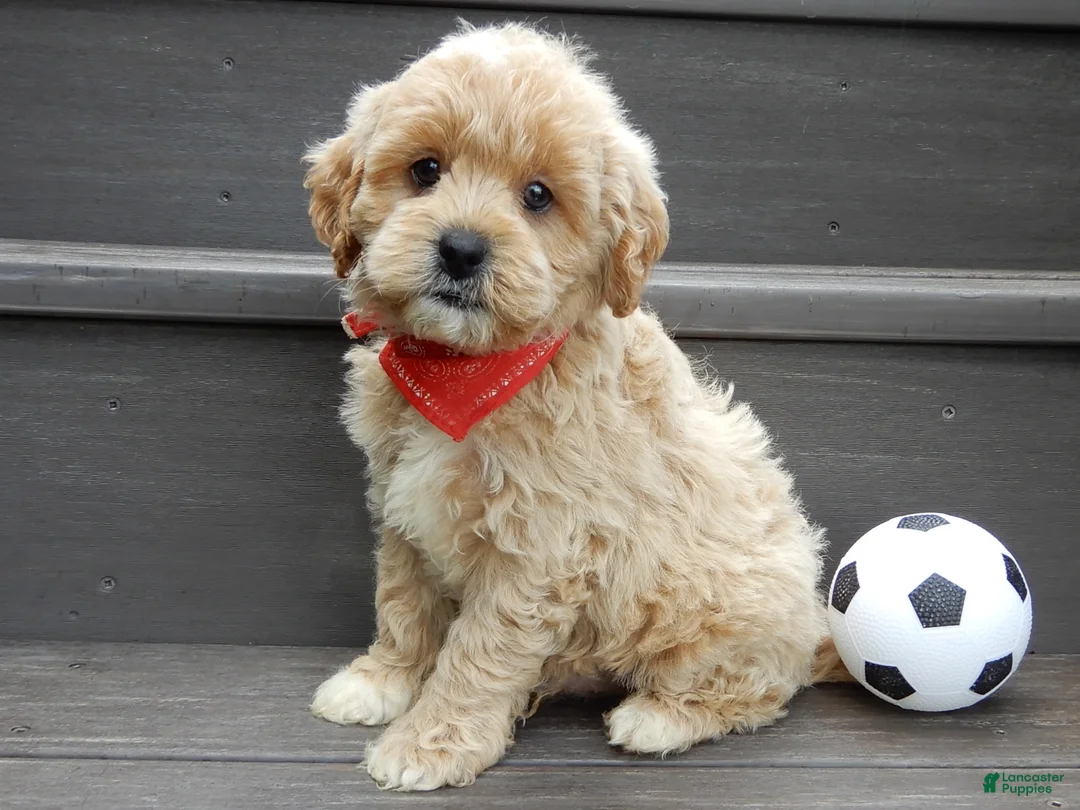 Cavapoo dogs for sale: Benji - Ad 1