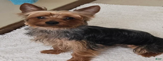 Andy