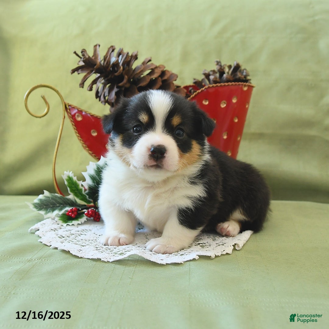 Welsh Corgi Pembroke dogs for sale: Prince    - Ad 12